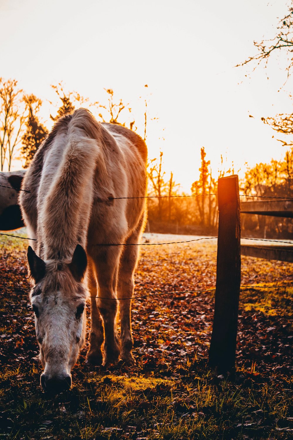 Ein Pferd mit heller Mähne grast hinter einem Zaun im warmen Abendlicht.